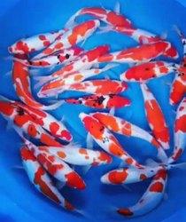 Japanese KOI CARP - FreshWaterAquatica.com