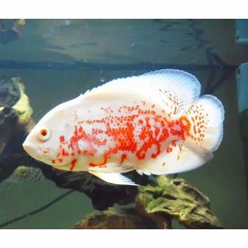 Albino Oscar A+ Grade 2.7 to 2.9 inches