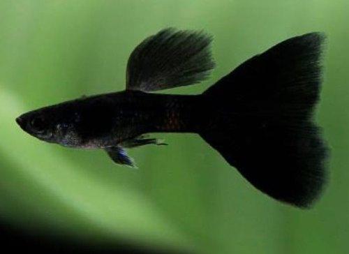 snake skin Guppy - FreshWaterAquatica.com