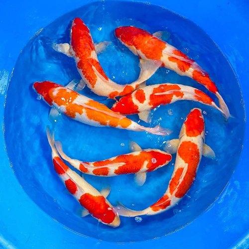 Japanese KOI CARP - FreshWaterAquatica.com