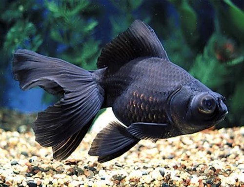Black MooseGold Fish - FreshWaterAquatica.com