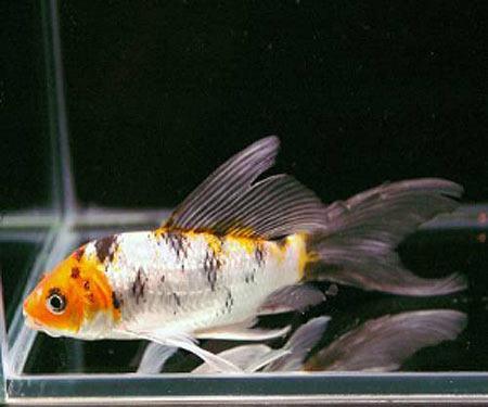 Regular koi CARP mixed colors - FreshWaterAquatica.com