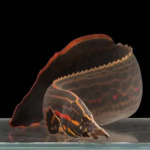 Red Fire EEL