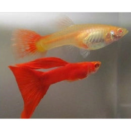 Albino Red Guppy Breeding pair - FreshWaterAquatica.com