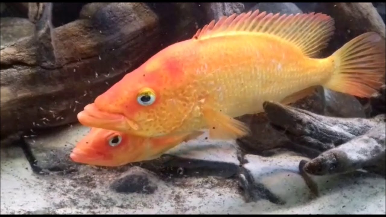Red Snook 10"