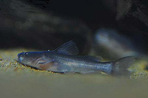 Rita rita whale catfish 2inches