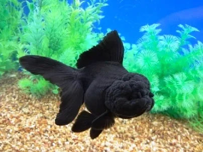 Black Oranda Lion Head - FreshWaterAquatica.com