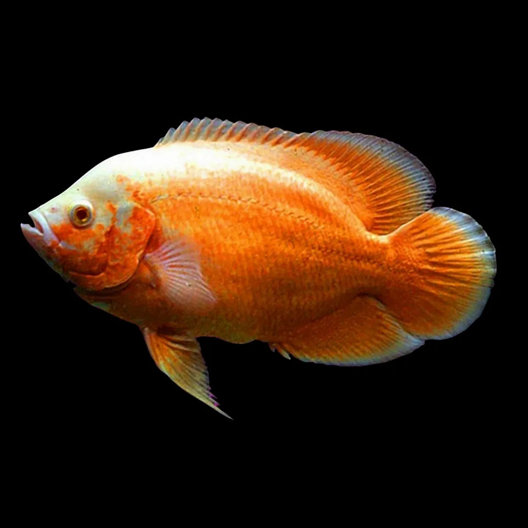 Oscar Cichlid ( Mango Oscar ) - FreshWaterAquatica.com