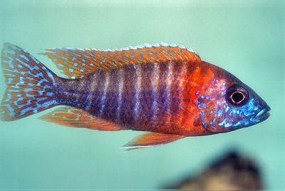 Red peacock cichlid - FreshWaterAquatica.com