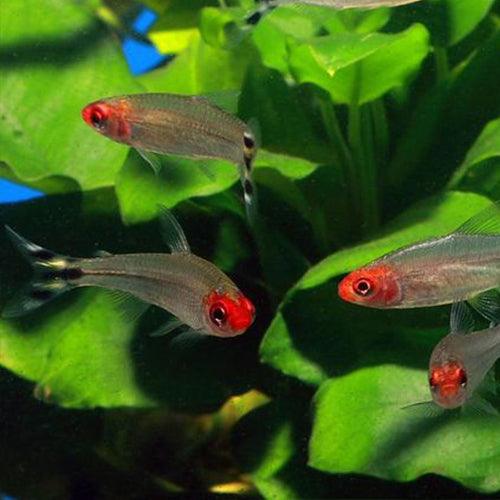 Rummynose - FreshWaterAquatica.com