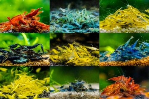 Combo pack of Shrimps ( Mixed color Shrimps 10 No's) Pack - FreshWaterAquatica.com