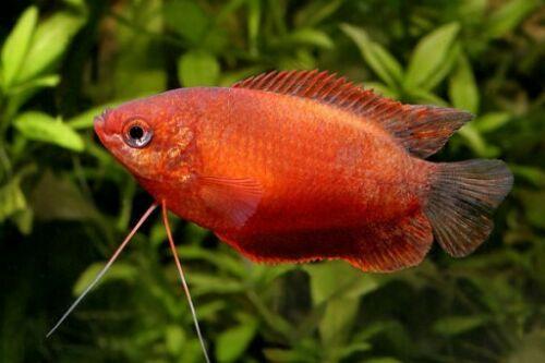 Red Honey Gourami - FreshWaterAquatica.com