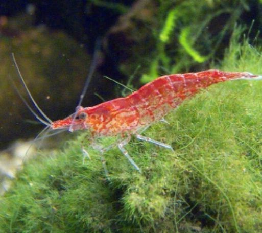 Cherry Shrimp - FreshWaterAquatica.com
