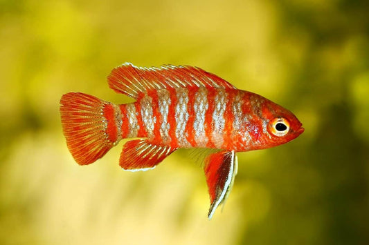 Red badis