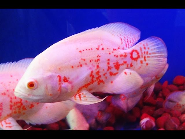 Albino Oscar A+ Grade 2.7 to 2.9 inches