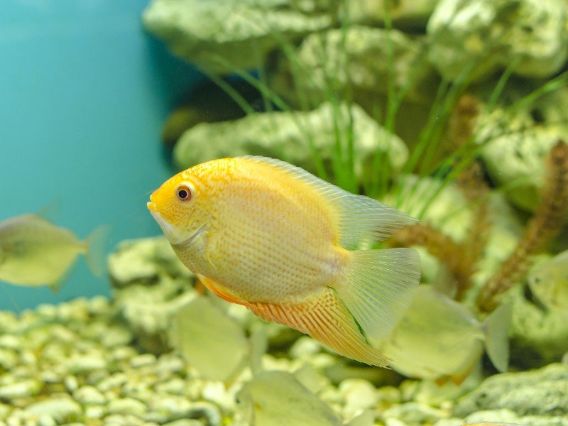 Yellow Severum