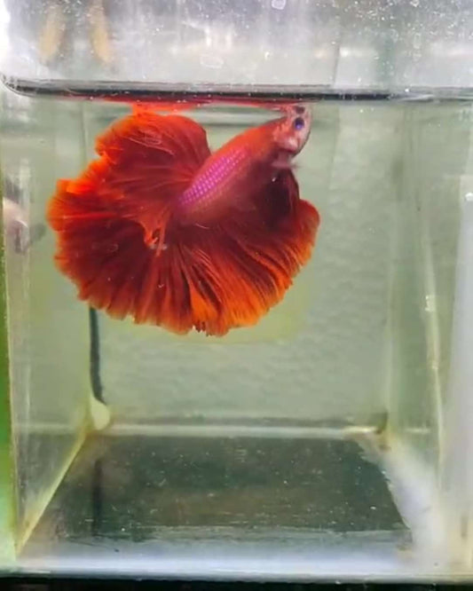 Full RED OHM - FreshWaterAquatica.com