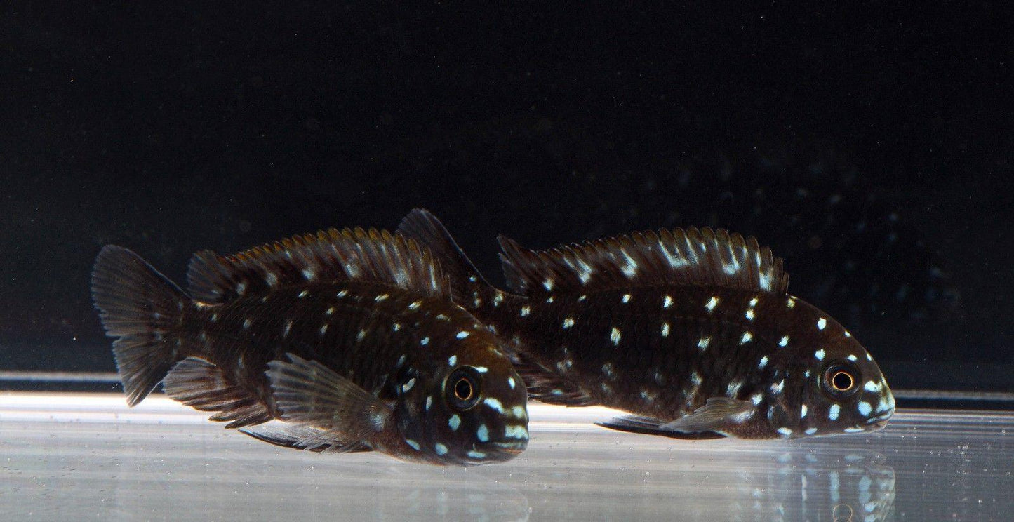 Spotted Dubosi Tropheus duboisi (White-Spotted Cichlid) - FreshWaterAquatica.com
