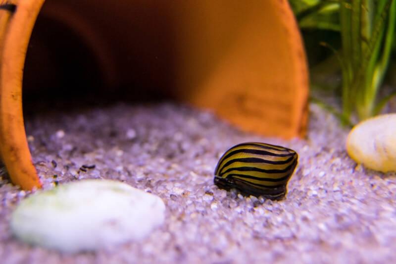 Zebra Snail - FreshWaterAquatica.com