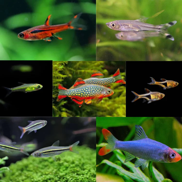 Larger Rasbora Online Aquarium Fishes | FRESHWATERAQUATICA