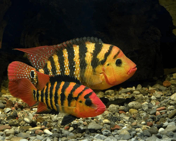 Cichlids of America