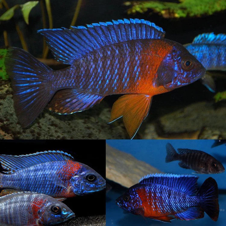 Cichlids of Africa