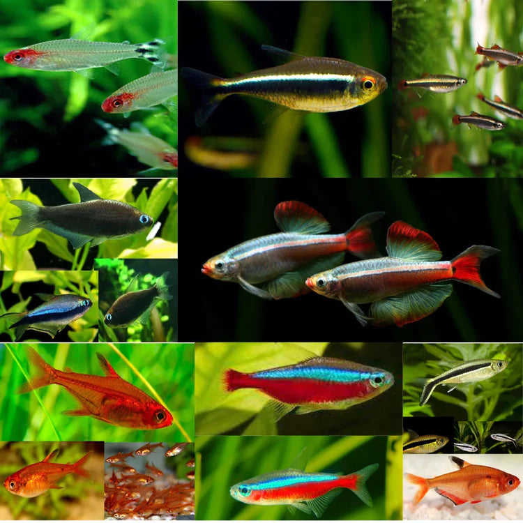 Shop Tetras at FRESHWATERAQUATICA | FRESHWATERAQUATICA