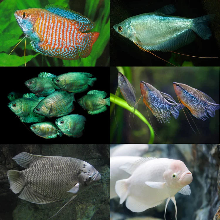 Gourami Fishes