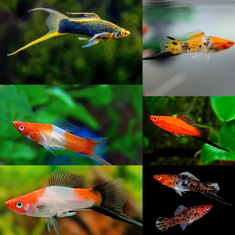 Swordtail Fishes