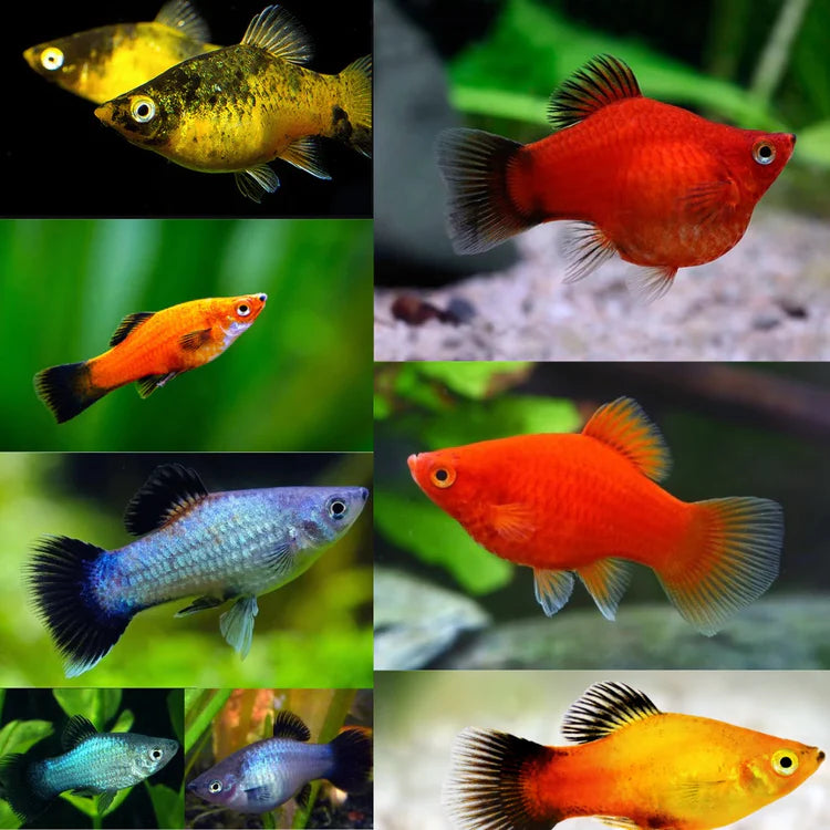 Platy Fishes