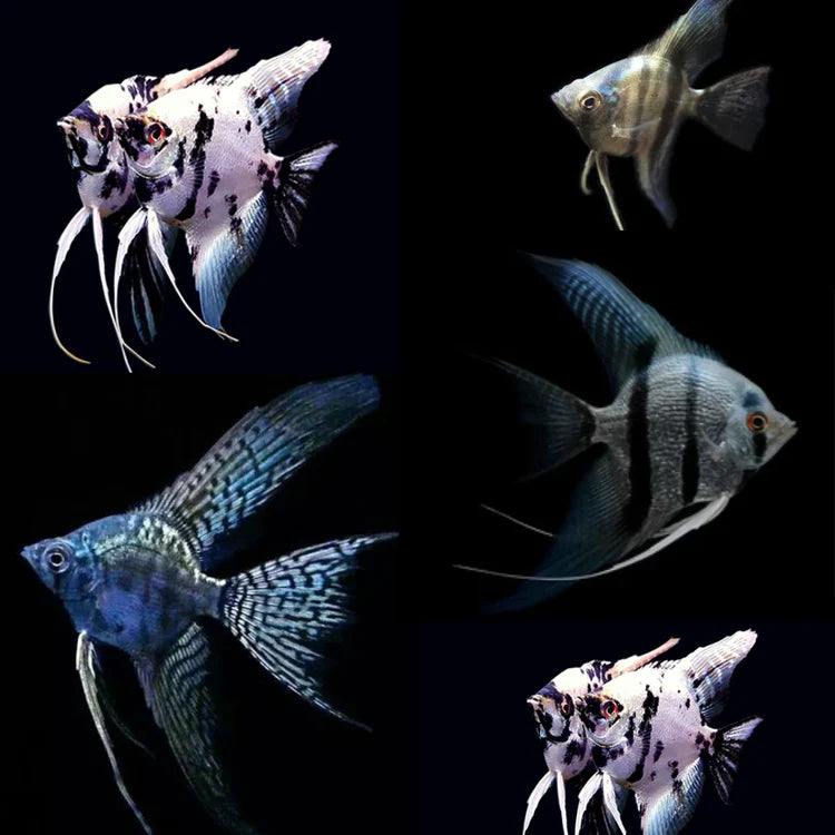 Shop Angel Fishes at FRESHWATERAQUATICA | FRESHWATERAQUATICA