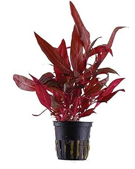 Aquarium Plant