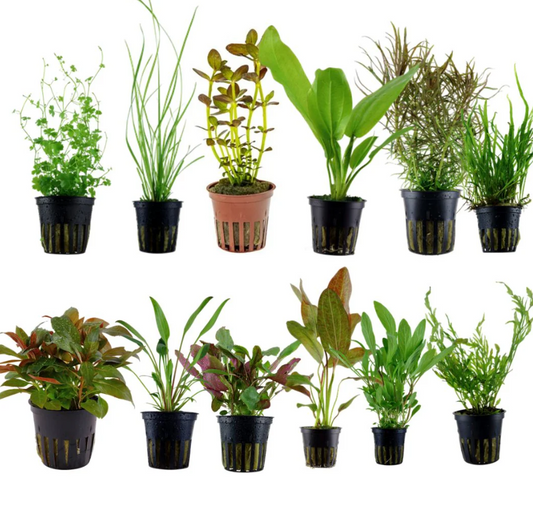 Aquarium Plants ( Combo Pack Mixed 5 Types)