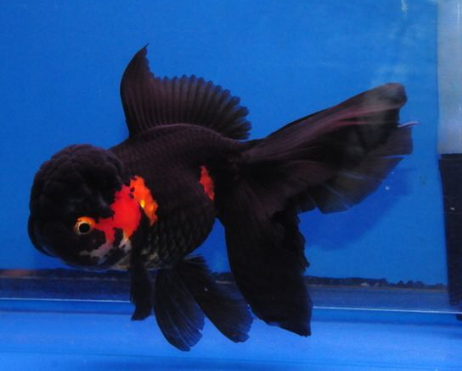 Black Oranda Butterfly tail