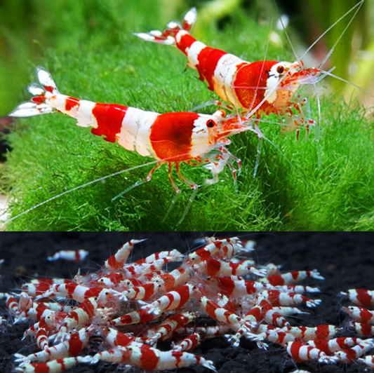 Crystal Red Shrimp