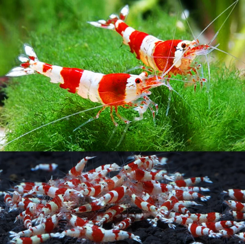 Crystal Red Shrimp | FRESHWATERAQUATICA