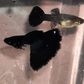 Black Guppy
