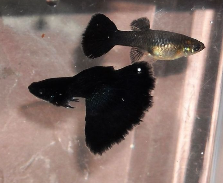 Black Guppy