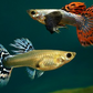 Dumbo Ear Guppy  / Big Ear Guppy