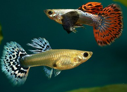 Dumbo Ear Guppy  / Big Ear Guppy
