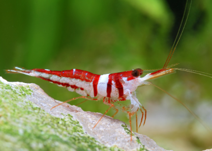 Harlequin Shrimp