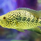 jaguar cichlid