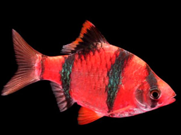 Red Tiger Barb | FRESHWATERAQUATICA