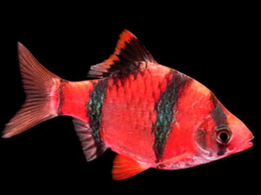 Red Tiger Barb