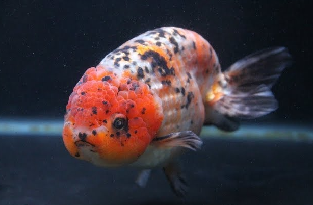 Calico Ranchu goldfish