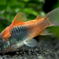 Venezuelan corydoras