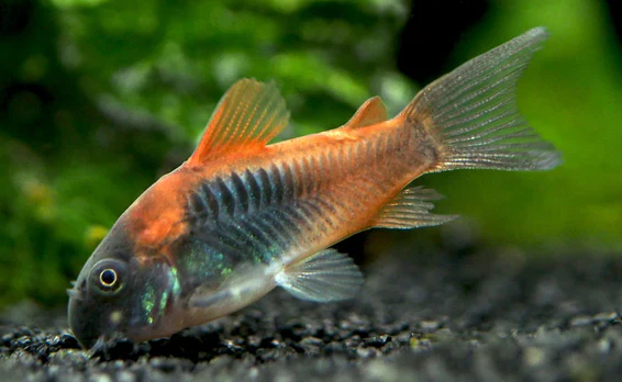 Venezuelan corydoras