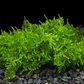 Christmas Moss (Vesicularia Montagnei)