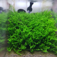 Christmas Moss (Vesicularia Montagnei)