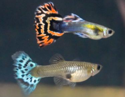 Chili Guppy